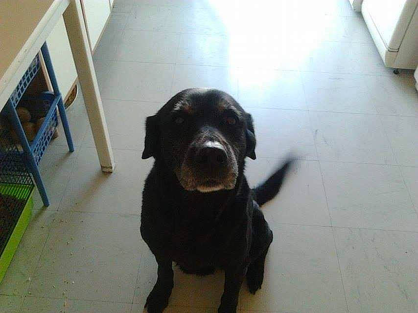 Atila a rejoint le concours — aidez-le/la à gagner de superbes lots ! beagador, borador, canidae, carnivore, companion_dog, dog, dog_breed, fawn, flat_coated_retriever, hunting_dog, labrador_retriever, mammal, retriever, snout, sporting_group, tail, vertebrate