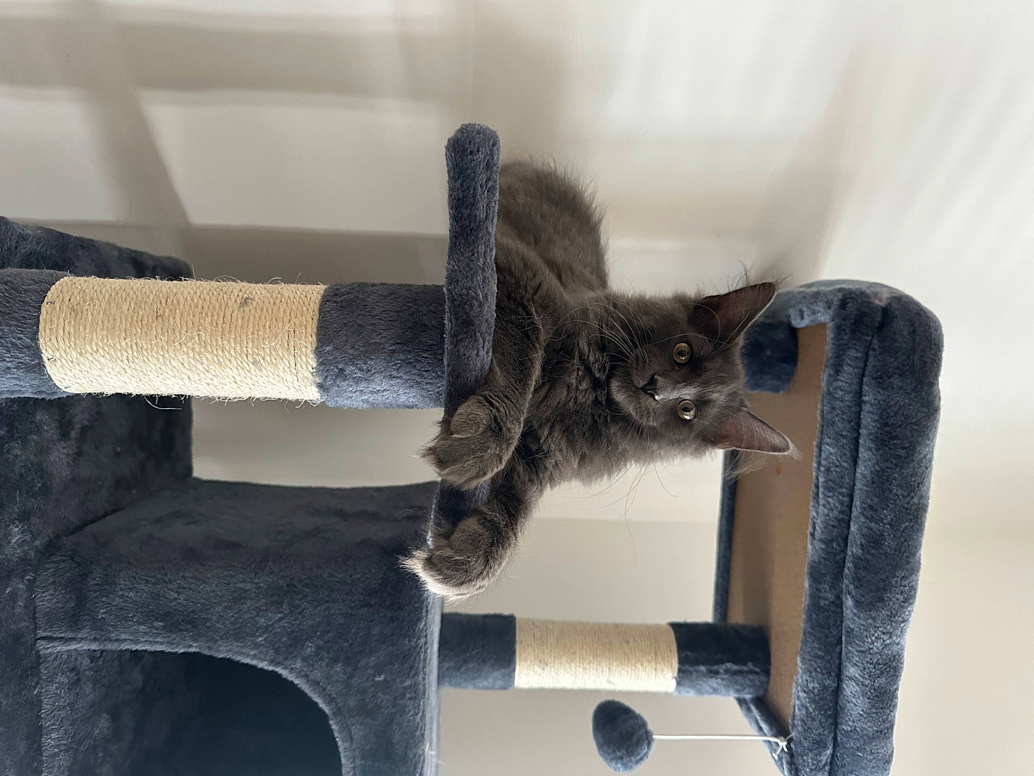 Winston is registered to the contest to win money with this photo: art, automotive_tire, cat, cat_supply, chair, claw, domestic_short_haired_cat, felidae, fur, glove, grey, metal, pet_supply, small_to_medium_sized_cats, tail, twig, whiskers, wood, wool