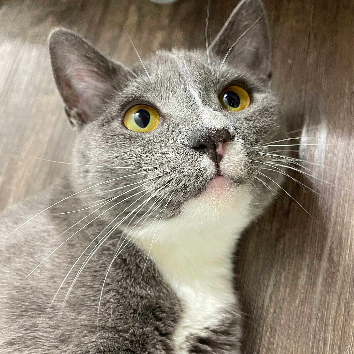 Missy is registered to the contest to win money with this photo: animal, cat, close_up, curious, cute, domestic_cat, feline, fur_texture, gray_cat, indoor, laying_down, looking_up, pet, portrait, soft_light, whiskers, white_fur, wooden_floor, yellow_eyes
