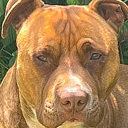 Simba participe au concours pour gagner de l'argent avec cette photo : dog, brown_dog, close_up, pet, animal, ears, face, outdoor, nature, leafy_background, canine, serious_expression, fur, muzzle, nostrils, whiskers, portrait, looking, eyes, head