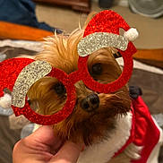 Daisy joined the competition — help win amazing prizes! accessory, celebration, christmas, christmas_glasses, costume, cute, decorative, dog, festive, fur, glasses, hand, holiday, holiday_outfit, indoor, pet, portrait, red, small_dog, white