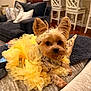 Daisy is registered to the contest to win money with this photo: animal_portrait, couch, cozy, cute, dog, domestic_animal, ears_up, face, fur, furniture, home, indoor, living_room, pet_clothing, pillows, relaxed, ruffles, small_dog, yellow_dress, yorkshire_terrier
