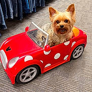 Daisy is registered to the contest to win money with this photo: dog, yorkshire_terrier, toy_car, red, polka_dots, indoor, carpet, pet, small_dog, animal, playful, cute, fur, ears, eyes, nose, seat, steering_wheel, store, clothing