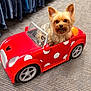 dog, yorkshire_terrier, toy_car, red, polka_dots, indoor, carpet, pet, small_dog, animal, playful, cute, fur, ears, eyes, nose, seat, steering_wheel, store, clothing