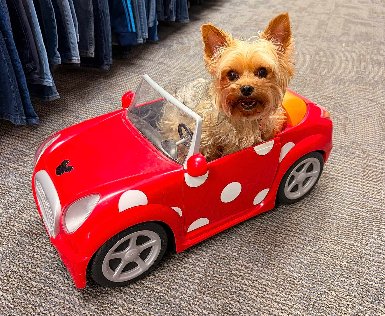Daisy is registered to the contest to win money with this photo: dog, yorkshire_terrier, toy_car, red, polka_dots, indoor, carpet, pet, small_dog, animal, playful, cute, fur, ears, eyes, nose, seat, steering_wheel, store, clothing
