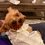 Maisy is registered to the contest to win money with this photo: animal, brown_fur, buttoned_dress, carpet, clothing, coffee_table, companion, cozy, curious, cute, dog, furniture, home, indoor, living_room, looking_up, pet, relaxed, small_dog, white_dress