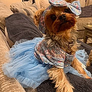 Maisy joined the competition — help win amazing prizes! dog, small_dog, yorkshire_terrier, tutu, blue_dress, headband, bow, floral_pattern, pet_clothing, couch, blanket, indoor, cozy, furniture, pet, cute, posing, fur, animal, domestic