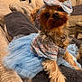 dog, small_dog, yorkshire_terrier, tutu, blue_dress, headband, bow, floral_pattern, pet_clothing, couch, blanket, indoor, cozy, furniture, pet, cute, posing, fur, animal, domestic
