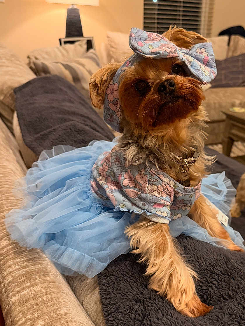 Maisy