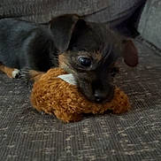 Howie joined the competition — help win amazing prizes! puppy, dog, small_dog, toy, plush_toy, couch, sofa, fabric, close_up, portrait, pet, black_and_tan, ears, paws, snout, muzzle, indoor, cozy, resting, sleeping