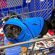 Howie joined the competition — help win amazing prizes! dog, puppy, blue_hoodie, shopping_cart, metal_bars, paws, black_and_brown_fur, wide_eyes, hood, plastic, store, retail, cute, small_pet, cart_seat, magazine, packaging, indoor, close_up, leash