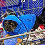 dog, puppy, blue_hoodie, shopping_cart, metal_bars, paws, black_and_brown_fur, wide_eyes, hood, plastic, store, retail, cute, small_pet, cart_seat, magazine, packaging, indoor, close_up, leash