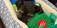 Howie is registered to the contest to win money with this photo: puppy, dog, sleeping, pet_bed, shopping_cart, plush_toy, green_toy, blue_hoodie, blanket, cozy, retail_store, aisle, cute, fur, closeup, nose, ears, tail, pet_accessory, tag