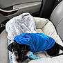 Howie is registered to the contest to win money with this photo: puppy, dog, blue_hoodie, dog_bed, car_interior, car_seat, blanket, chew_toy, pet_bed, small_dog, black_fur, brown_markings, cozy, travel_pet, adorable, sleepy, close_up, fabric_texture, hoodie, indoors
