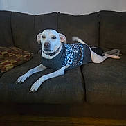 Bolt joined the competition — help win amazing prizes! dog, white_dog, sweater, couch, furniture, indoor, pet, canine, wood_floor, relaxed, laying_down, cozy, patterned_sweater, tail, looking_at_camera, domestic, companion, brown_couch, calm, home