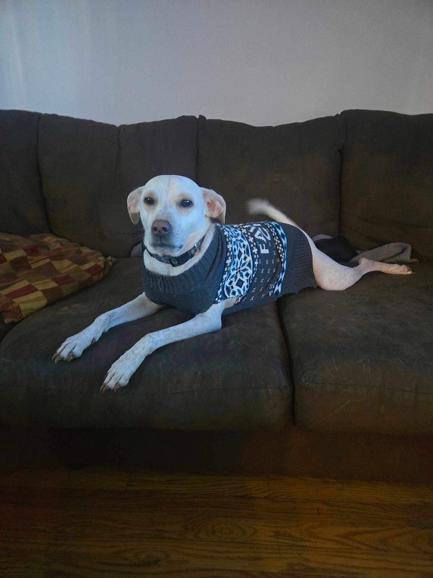 Bolt joined the competition — help win amazing prizes! dog, white_dog, sweater, couch, furniture, indoor, pet, canine, wood_floor, relaxed, laying_down, cozy, patterned_sweater, tail, looking_at_camera, domestic, companion, brown_couch, calm, home