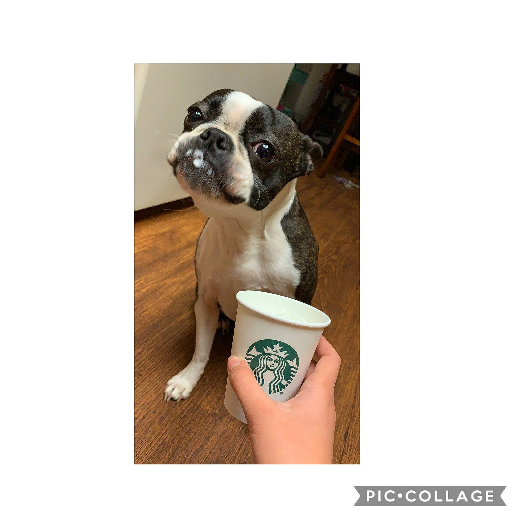 Baby joined the competition — help win amazing prizes! boston_terrier, bulldog, canidae, carnivore, companion_dog, dog, dog_breed, fawn, french_bulldog, mammal, non_sporting_group, puppy, sporting_group, vertebrate