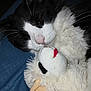 cat, black_and_white, stuffed_animal, plush, close_up, snuggling, soft, cozy, pet, feline, whiskers, nose, fur, bed, relaxed, cute, indoor, sleepy, companion, comfort