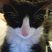 Butter is registered to the contest to win money with this photo: cat, close_up, black_and_white, pink_nose, whiskers, fur, pet, animal, indoor, cute, face, mammal, feline, soft, fluffy, domestic, portrait, sleepy, dim_light