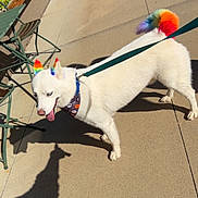 Shark joined the competition — help win amazing prizes! dog, white_dog, rainbow_ears, rainbow_tail, bandana, sidewalk, shadow, sunny, flowers, yellow_flowers, green_chairs, leash, pet, outdoor, daylight, concrete, happy_dog, animal, colorful, urban