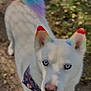 dog, white_dog, blue_eyes, rainbow_tail, rainbow_ears, bandana, outdoor, leafy_path, curious, pet, canine, animal, fur, nature, daylight, portrait, close_up, walking, colorful, cute