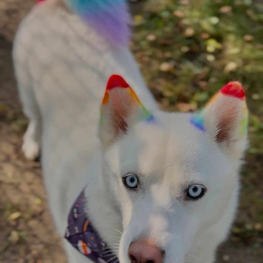 Shark joined the competition — help win amazing prizes! animal, bandana, blue_eyes, canine, close_up, colorful, curious, cute, daylight, dog, fur, leafy_path, nature, outdoor, pet, portrait, rainbow_ears, rainbow_tail, walking, white_dog