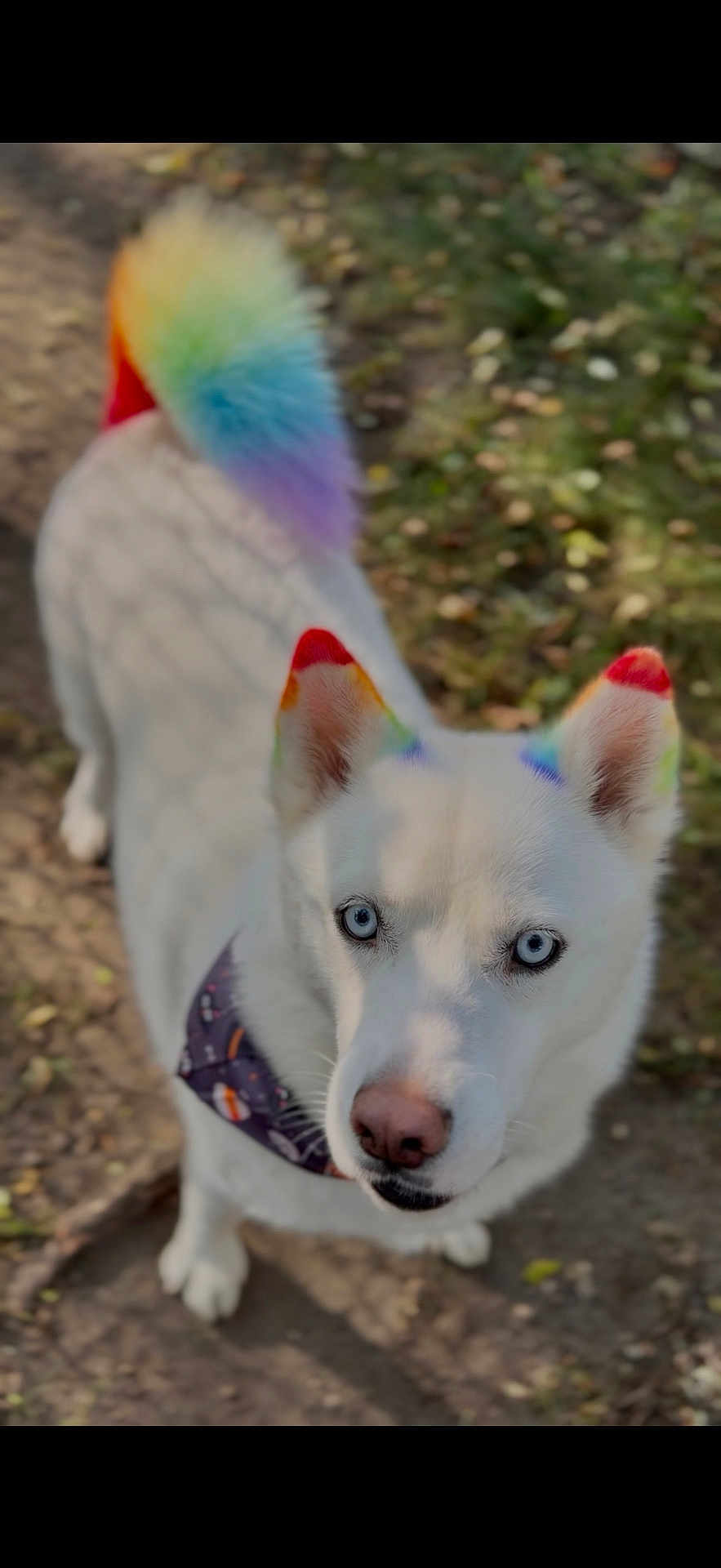 Shark joined the competition — help win amazing prizes! dog, white_dog, blue_eyes, rainbow_tail, rainbow_ears, bandana, outdoor, leafy_path, curious, pet, canine, animal, fur, nature, daylight, portrait, close_up, walking, colorful, cute