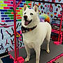 Shark joined the competition — help win amazing prizes! dog, white_dog, blue_eyes, rainbow_tail, bandana, grooming_table, pink_table, colorful_wall, graffiti, indoor, pet_grooming, happy_dog, standing_dog, animal, pet, tongue_out, playful, bright_colors, decorated_tail, fun