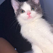 Ivy is registered to the contest to win money with this photo: kitten, cat, pet, animal, cute, white, gray, pink_nose, whiskers, paw, hand, indoor, closeup, curious, young, feline, portrait, soft_light, domestic_animal, looking