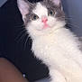 kitten, cat, pet, animal, cute, white, gray, pink_nose, whiskers, paw, hand, indoor, closeup, curious, young, feline, portrait, soft_light, domestic_animal, looking