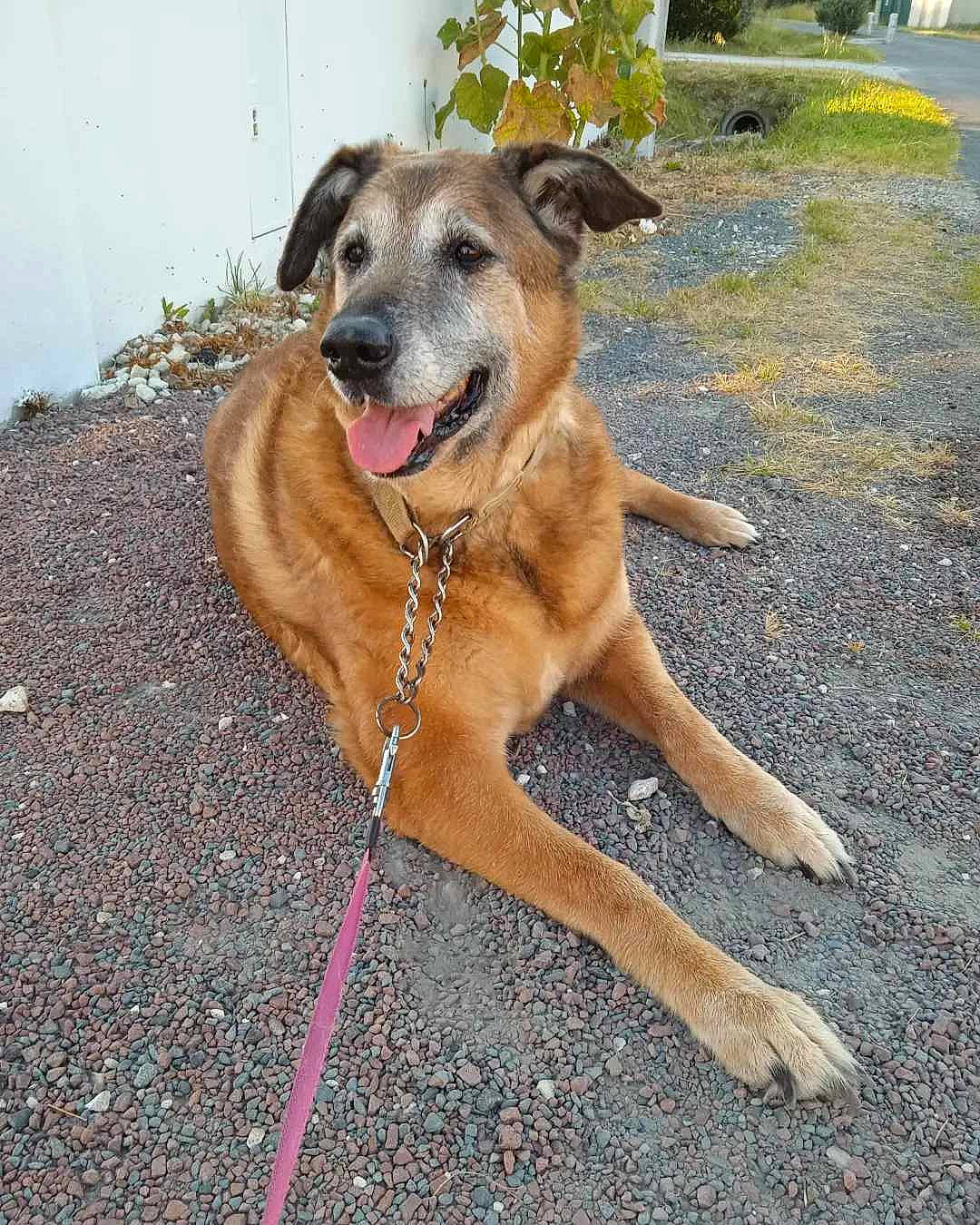 Luna a rejoint le concours — aidez-le/la à gagner de superbes lots ! asphalt, carnivore, collar, companion_dog, dog, dog_breed, dog_collar, fawn, leash, paw, pet_supply, plant, road_surface, sidewalk, soil, sporting_group, street_dog, tail, whiskers, working_dog