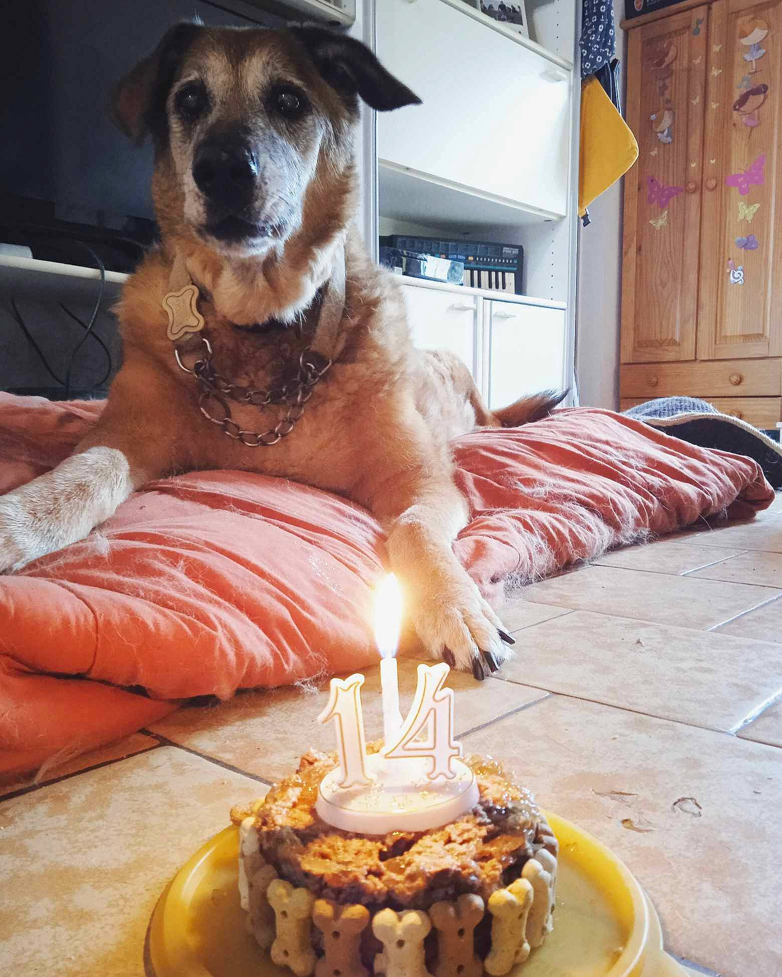 Luna participe au concours pour gagner de l'argent avec cette photo : birthday_cake, birthday_candle, cabinetry, cake, cake_decorating, cake_decorating_supply, candle, carnivore, comfort, companion_dog, couch, cuisine, dog, dog_supply, event, food, ingredient, plate, table, tableware