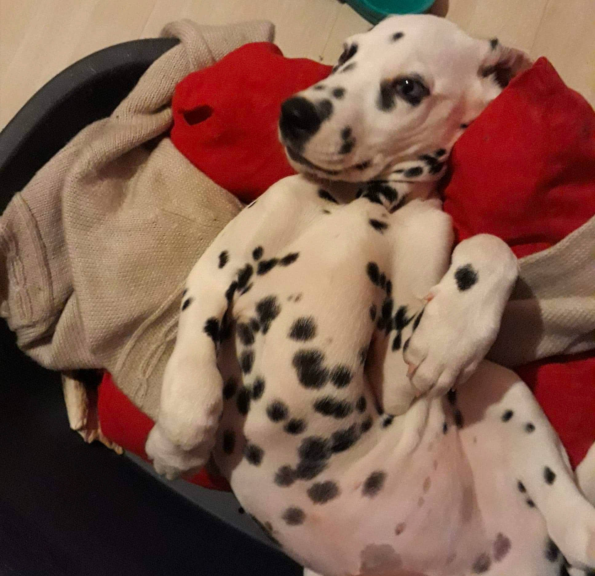 Narco a rejoint le concours — aidez-le/la à gagner de superbes lots ! carnivore, collar, comfort, companion_dog, dalmatian, dog, dog_breed, dog_supply, fawn, fur, linens, mammal, pattern, pet_supply, sleeve, snout, toy, vertebrate, white, working_animal