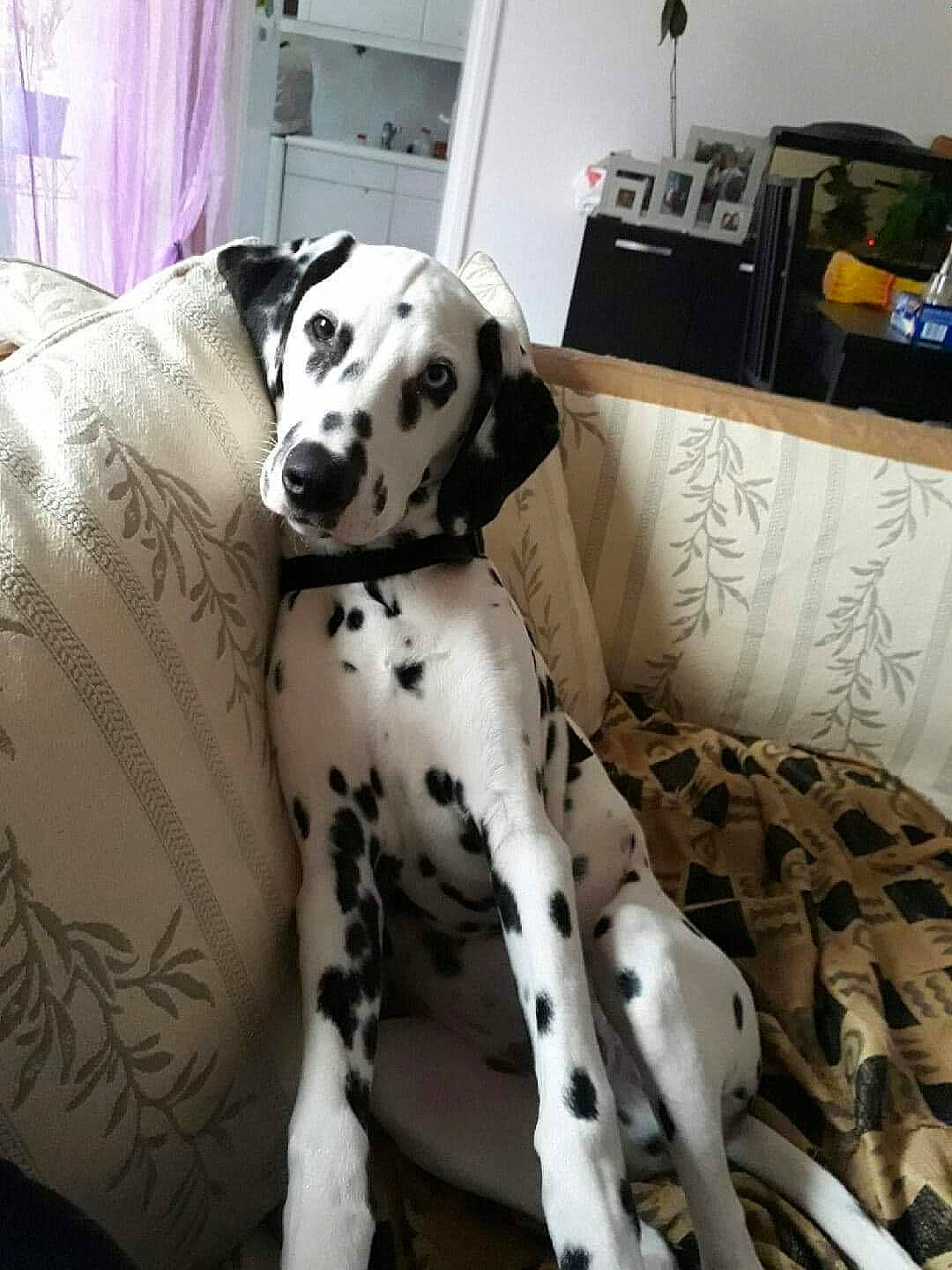 Narco participe au concours pour gagner de l'argent avec cette photo : canidae, carnivore, comfort, companion_dog, couch, curtain, dalmatian, dog, dog_breed, dog_supply, fawn, fur, head, kitchen_appliance, pattern, snout, sporting_group, terrestrial_animal, whiskers, working_animal