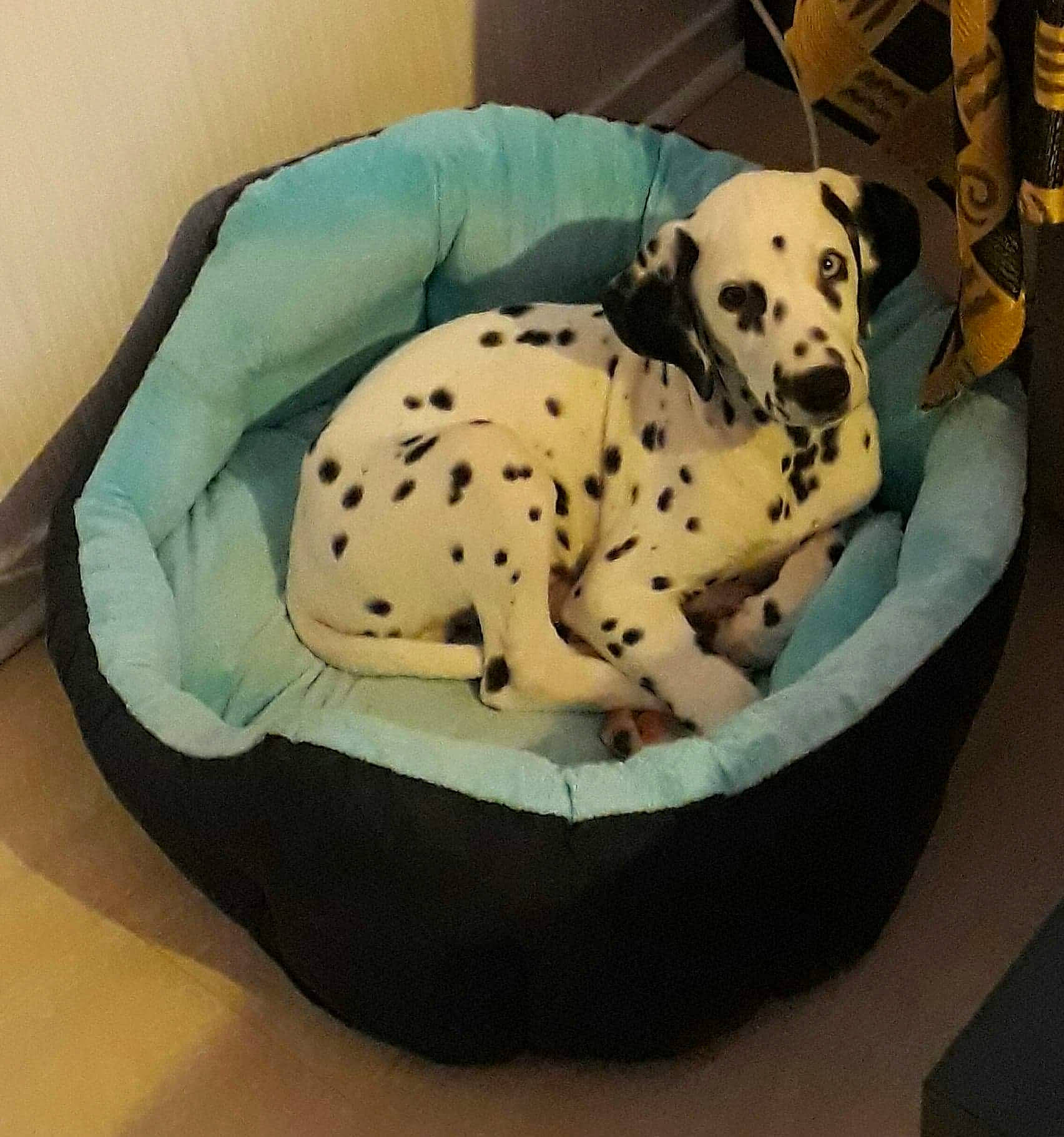 Narco participe au concours pour gagner de l'argent avec cette photo : canidae, carnivore, comfort, companion_dog, dalmatian, dog, dog_bed, dog_breed, dog_supply, fawn, guard_dog, non_sporting_group, pet_supply, snout, sporting_group, terrestrial_animal, toy_dog, working_animal