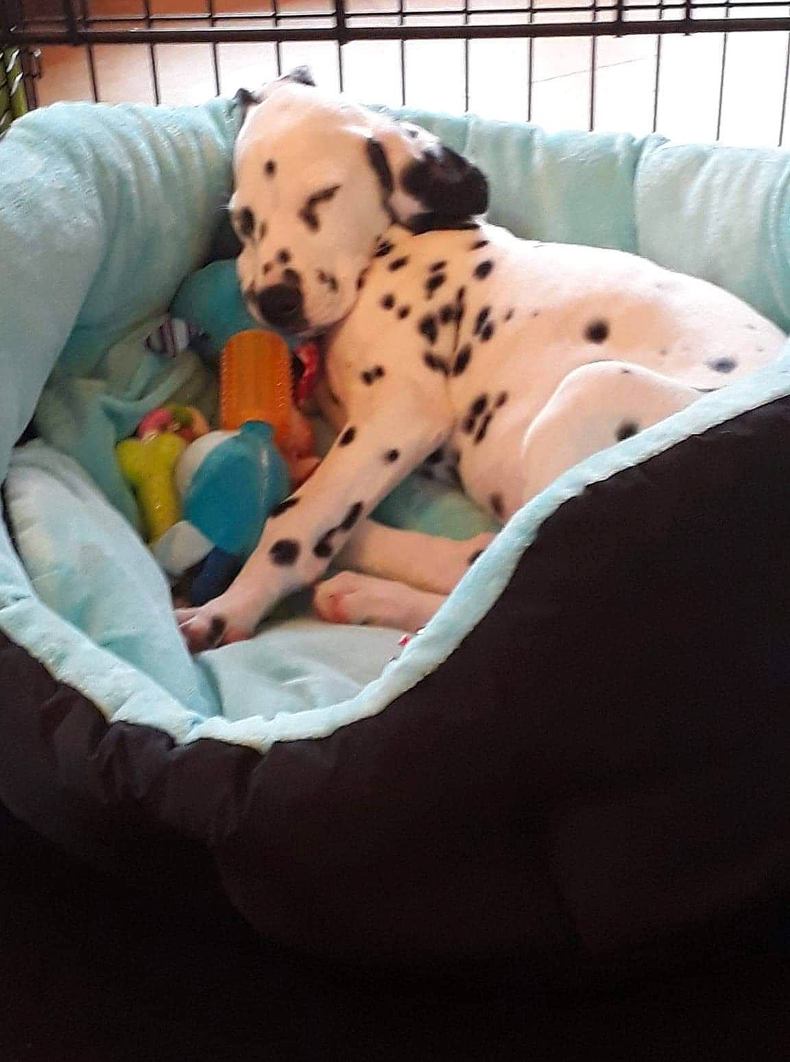 Narco a rejoint le concours — aidez-le/la à gagner de superbes lots ! carnivore, comfort, companion_dog, dalmatian, dog, dog_bed, dog_breed, dog_supply, fawn, guard_dog, linens, mammal, pattern, pet_supply, recreation, snout, sporting_group, terrestrial_animal, toy, working_animal