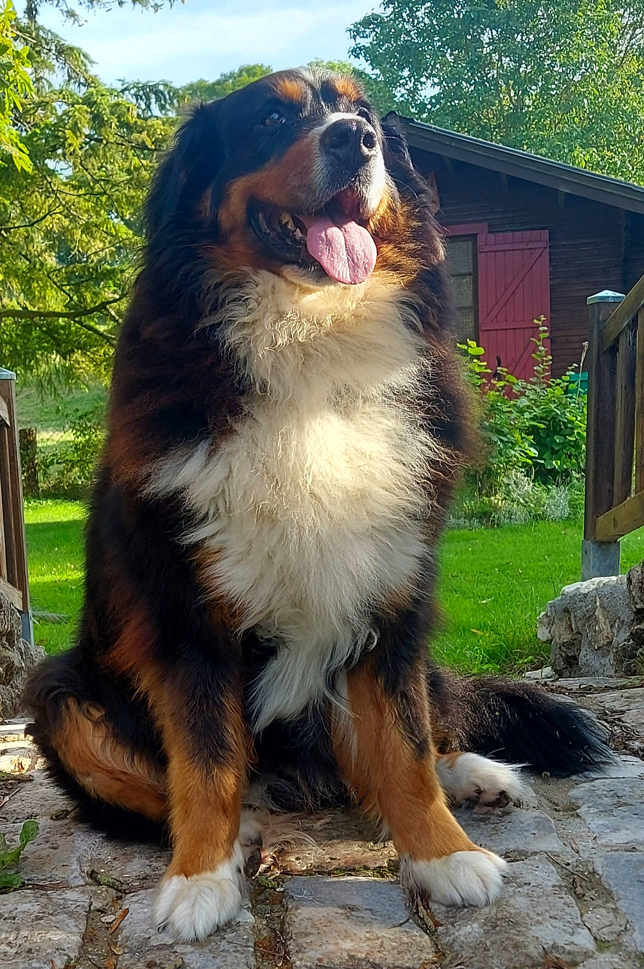 Lorka a rejoint le concours — aidez-le/la à gagner de superbes lots ! canidae, carnivore, companion_dog, dog, dog_breed, fence, fur, giant_dog_breed, grass, guard_dog, happy, hunting_dog, plant, sky, snout, sporting_group, terrestrial_animal, tree, working_dog