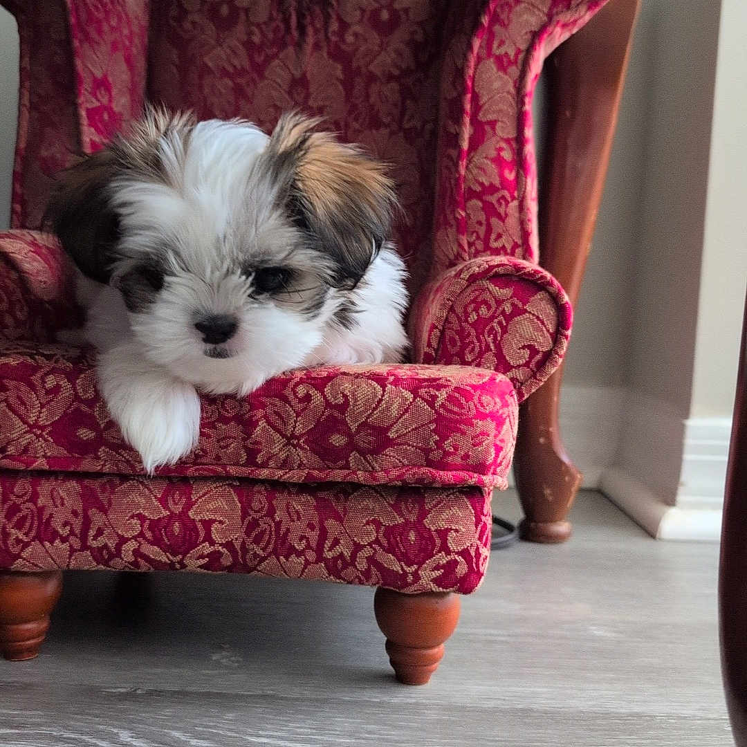 Coco Jade joined the competition — help win amazing prizes! animal, cozy, cute, dog, flooring, fluffy, fur, home_interior, indoors, miniature_chair, patterned_fabric, pet, puppy, red_armchair, relaxed, resting, seat, small_dog, tiny_chair, wooden_legs