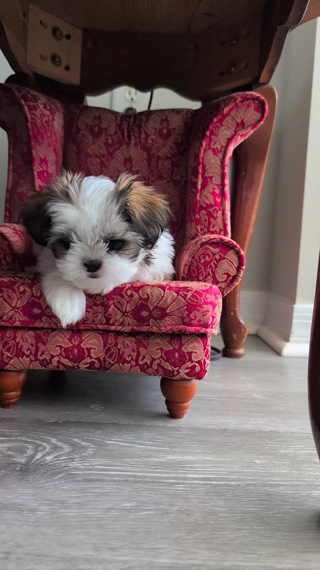 Coco Jade joined the competition — help win amazing prizes! animal, cozy, cute, dog, flooring, fluffy, fur, home_interior, indoors, miniature_chair, patterned_fabric, pet, puppy, red_armchair, relaxed, resting, seat, small_dog, tiny_chair, wooden_legs