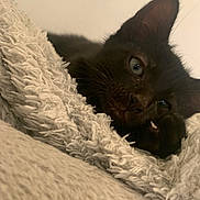 Praline a rejoint le concours — aidez-le/la à gagner de superbes lots ! black_cat, kitten, fluffy_blanket, cozy, indoor, pet, fur, whiskers, close_up, resting, cute, young_cat, soft_texture, curious_eyes, sleepy, domestic_cat, animal, feline, relaxing, warm