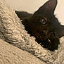 black_cat, kitten, fluffy_blanket, cozy, indoor, pet, fur, whiskers, close_up, resting, cute, young_cat, soft_texture, curious_eyes, sleepy, domestic_cat, animal, feline, relaxing, warm