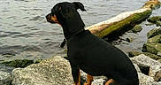 Maximus joined the competition — help win amazing prizes! animal, animated, black_dog, calm, cartoon_sticker, dog, lake, landscape, log, nature, outdoor, pet, playful, quiet, rocks, serene, shore, sitting, view, water
