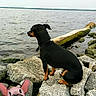 animal, animated, black_dog, calm, cartoon_sticker, dog, lake, landscape, log, nature, outdoor, pet, playful, quiet, rocks, serene, shore, sitting, view, water