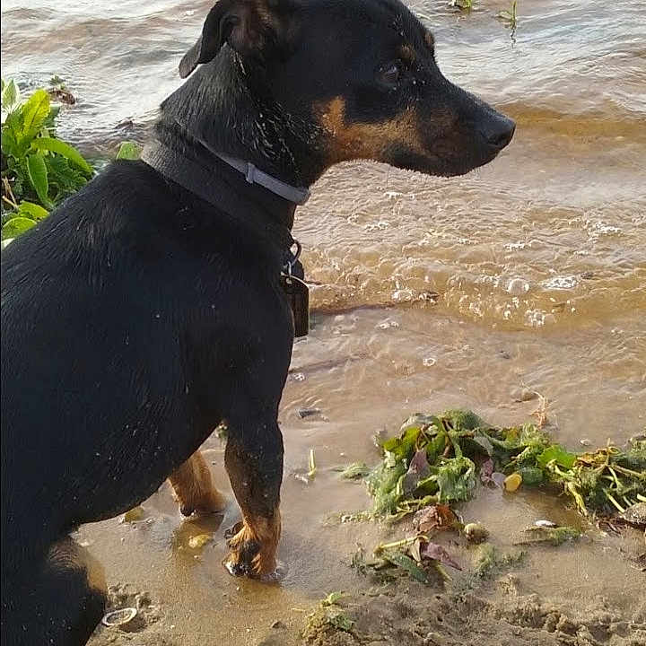 Maximus