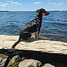 Maximus joined the competition — help win amazing prizes! animal, calm, canine, clouds, daytime, dog, lake, landscape, log, nature, outdoor, pet, reflection, rocks, scenic, shore, sitting, sky, sunny, water