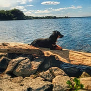 Maximus joined the competition — help win amazing prizes! animal, calm, clouds, daytime, dog, forest, lake, landscape, log, nature, outdoor, pet, relaxation, rocks, scenic, shore, sky, sunlight, water, wildlife