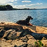 animal, calm, clouds, daytime, dog, forest, lake, landscape, log, nature, outdoor, pet, relaxation, rocks, scenic, shore, sky, sunlight, water, wildlife