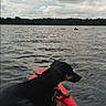 Maximus joined the competition — help win amazing prizes! adventure, animal, animal_in_water, animal_portrait, calm_water, canine, cloudy_sky, dog, first_time, floating, kayak, lake, nature, outdoor, pet, recreation, red_kayak, scenic, water, watersport