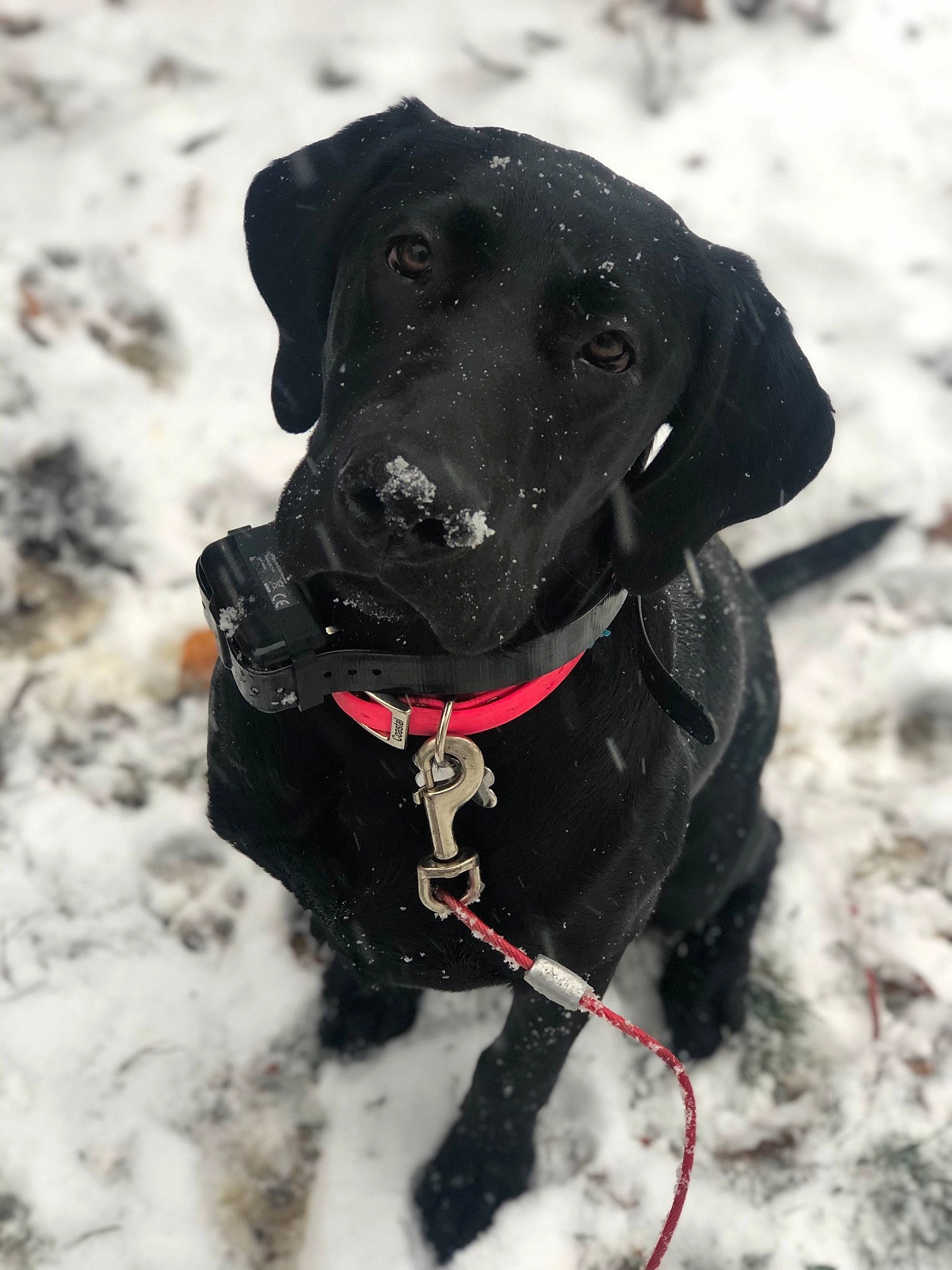 Nala joined the competition — help win amazing prizes! beagador, canidae, carnivore, dog, dog_breed, dog_collar, flat_coated_retriever, hunting_dog, labrador_retriever, mammal, patterdale_terrier, pointing_breed, rare_breed_dog, retriever, snout, snow, sporting_group