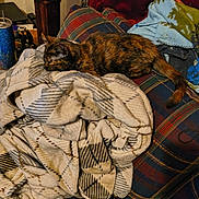 Umbreon joined the competition — help win amazing prizes! cat, tortoiseshell_cat, blanket, couch, plaid, lamp, indoor, sleeping, furniture, cozy, resting, household, soft_texture, fabric, relaxation, pet, domestic_animal, warm_colors, living_room, comfort